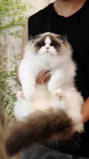 Mèo Ragdoll Cái Trung Quốc 4.5 tháng Trắng Nâu. Mua bán Mèo tại Quận Tân Phú Tp Hồ Chí Minh được đăng bởi CHÂU HỒNG PHÚC hình 1