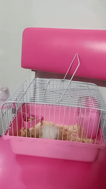 Combo Chuột Hamster + Lồng . Mua bán Thú cưng khác tại Thành phố Thủ Đức Tp Hồ Chí Minh được đăng bởi Thanh Tam hình 1