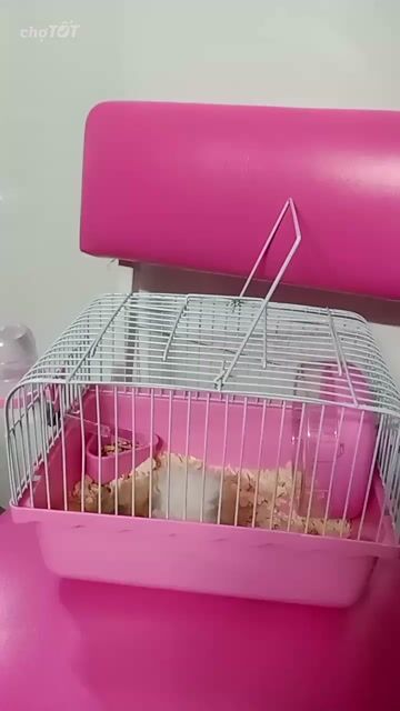 Combo Chuột Hamster + Lồng . Mua bán Thú cưng khác tại Thành phố Thủ Đức Tp Hồ Chí Minh được đăng bởi Thanh Tam hình 1