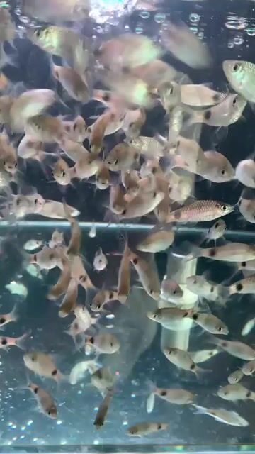 Cá Hồng Mi size 6 đang lên màu. Mua bán Thú cưng khác tại Quận Bình Tân Tp Hồ Chí Minh được đăng bởi Bùi Nhựt Trường hình 1