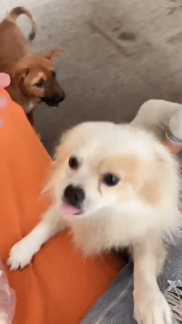 Chó Poodle  đực 1 tuổi đã tiêm. Mua bán Chó tại Quận Ninh Kiều Cần Thơ được đăng bởi Thiên Hương hình 1