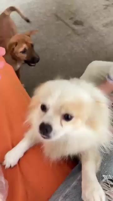 Chó Poodle  đực 1 tuổi đã tiêm. Mua bán Chó tại Quận Ninh Kiều Cần Thơ được đăng bởi Thiên Hương hình 1