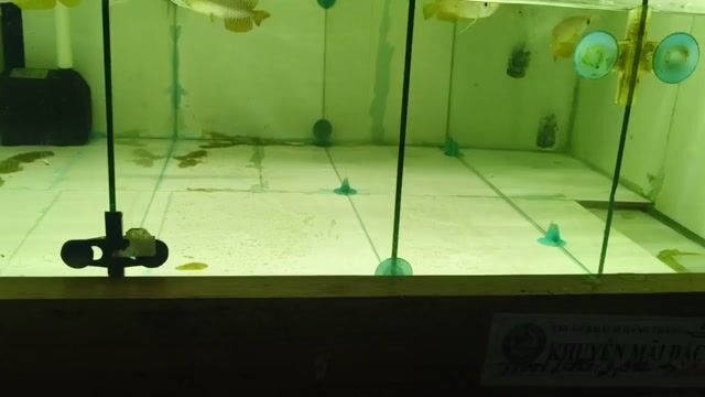 Kim long nhí 24k_11/12cm_ánh kim vàng_cá sung,khoẻ. Mua bán Thú cưng khác tại Quận Bình Tân Tp Hồ Chí Minh được đăng bởi Nam Long Farm hình 1