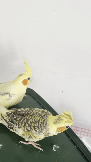 Cockatiel Pied và Cinamon. Mua bán Chim tại Quận Gò Vấp Tp Hồ Chí Minh được đăng bởi Phan Đình Lộc hình 1