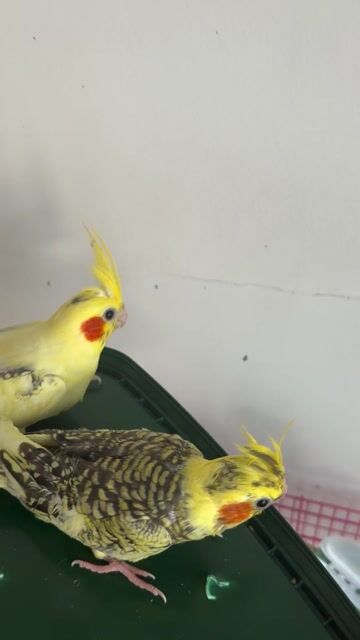 Cockatiel Pied và Cinamon. Mua bán Chim tại Quận Gò Vấp Tp Hồ Chí Minh được đăng bởi Phan Đình Lộc hình 1