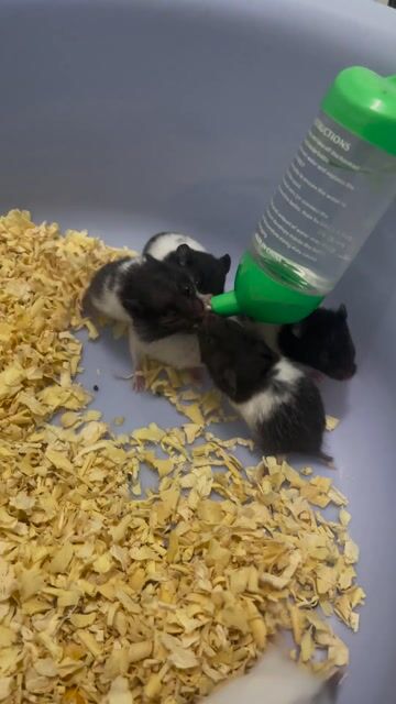 Chuột Hamster Đen trắng. Mua bán Thú cưng khác tại Quận Bình Tân Tp Hồ Chí Minh được đăng bởi Trung Hải hình 1