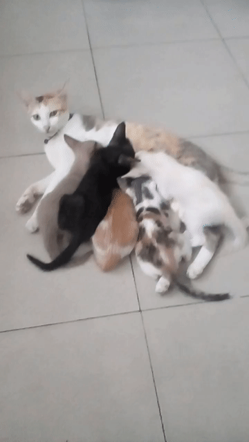 Mèo Tam thể 2 tháng tuổi. Mua bán Mèo tại Quận Ninh Kiều Cần Thơ được đăng bởi tag tran hình 1