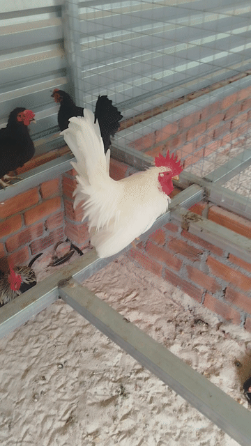 Gà cảnh Trắng Khỏe mạnh. Mua bán Gà tại Quận Cẩm Lệ Đà Nẵng được đăng bởi Trương Hiền  hình 1