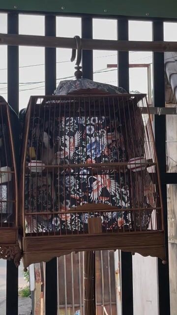 cả bộ chào mào. Mua bán Chim tại Quận 12 Tp Hồ Chí Minh được đăng bởi Võ Văn Xuyên hình 1