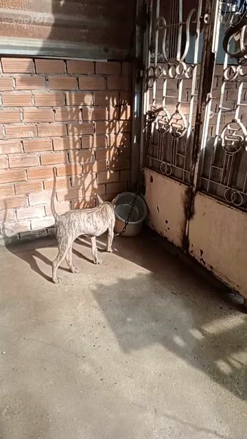 Chó phú quốc cái 3 tháng 8kg dong bắc đảo . Mua bán Chó tại Quận 12 Tp Hồ Chí Minh được đăng bởi Hoang hình 1