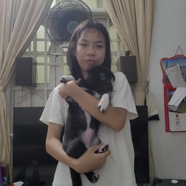 Chó con màu đen mun . Mua bán Chó tại Quận Hải Châu Đà Nẵng được đăng bởi Tâm Hải Châu hình 1