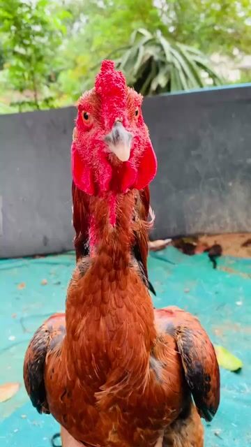 cần chuyển lại cho ae con gà trạng 30. Mua bán Gà tại Huyện Văn Lâm Hưng Yên được đăng bởi Hòa Qúy hình 1