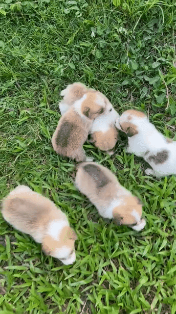Chó Corgi mập lùn & chó corgi 2_3thang _ giá mềm. Mua bán Chó tại Quận Gò Vấp Tp Hồ Chí Minh được đăng bởi My Trà hình 1