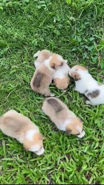 Chó Corgi mập lùn & chó corgi 2_3thang _ giá mềm. Mua bán Chó tại Quận Gò Vấp Tp Hồ Chí Minh được đăng bởi My Trà hình 1
