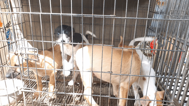 Chó con  cả hai màu. Mua bán Chó tại Thành phố Thủ Đức Tp Hồ Chí Minh được đăng bởi Oanh Duong hình 1