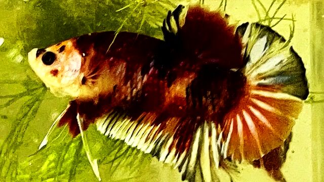 koi nulticolor. Mua bán Thú cưng khác tại Quận Bình Thạnh Tp Hồ Chí Minh được đăng bởi Hiếu hình 1