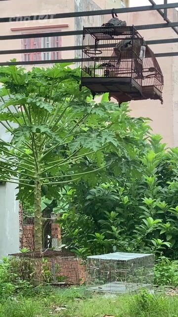 Chim chào mào + lồng mun trống. Mua bán Chim tại Quận 12 Tp Hồ Chí Minh được đăng bởi Minh Dương hình 1