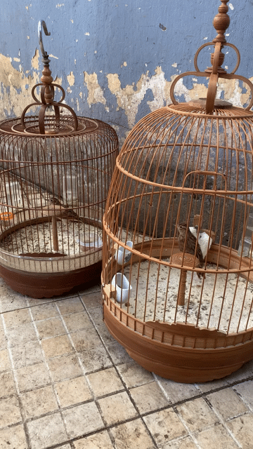 Chim Sơn ca gần 1 năm đã xong lông. Mua bán Chim tại Quận 8 Tp Hồ Chí Minh được đăng bởi Bao hình 1