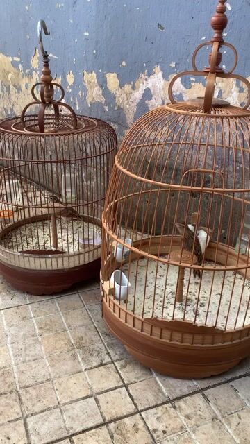 Chim Sơn ca gần 1 năm đã xong lông. Mua bán Chim tại Quận 8 Tp Hồ Chí Minh được đăng bởi Bao hình 1