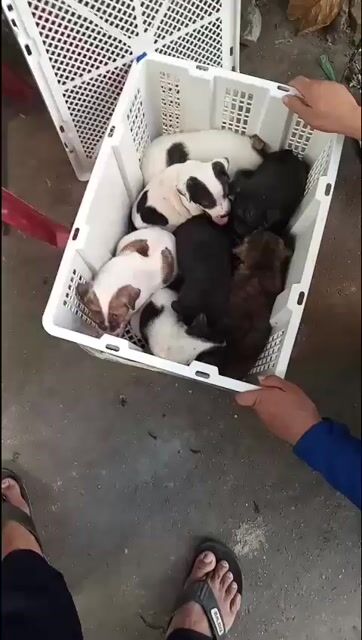 Chó Phú Quốc lai Đen trắng vằn. Mua bán Chó tại Quận Bình Tân Tp Hồ Chí Minh được đăng bởi Hải Đăng Gia Thành hình 1