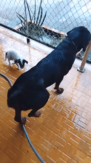 Chó Rottweiler đực 2 tuổi. Mua bán Chó tại Huyện Châu Phú An Giang được đăng bởi Trại Chó Rottweiler Trị An hình 1