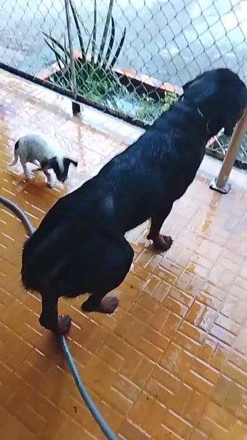 Chó Rottweiler đực 2 tuổi. Mua bán Chó tại Huyện Châu Phú An Giang được đăng bởi Trại Chó Rottweiler Trị An hình 1