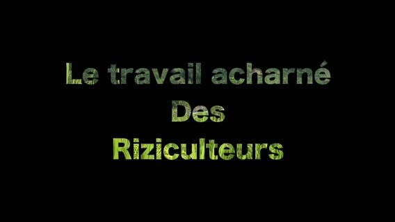 Le travail acharné des riziculteurs