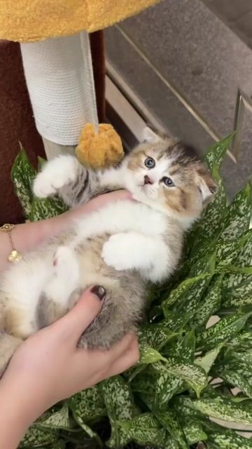 Mèo ALN dưới 3 tháng . Mua bán Mèo tại Quận Hoàng Mai Hà Nội được đăng bởi Hương  hình 1