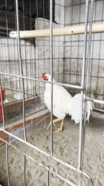 Bướm tơ asiu thái mỹ 2kg3 trạng 2kg5 tơ cự mạnh. Mua bán Gà tại Huyện Phong Điền Cần Thơ được đăng bởi HP Nguyễn hình 1