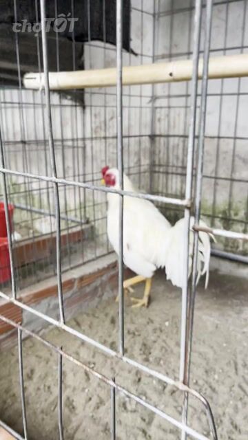 Bướm tơ asiu thái mỹ 2kg3 trạng 2kg5 tơ cự mạnh. Mua bán Gà tại Huyện Phong Điền Cần Thơ được đăng bởi HP Nguyễn hình 1