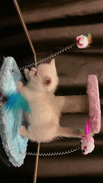 Bé Đực Lùn ALN 65 ngày tuổi. Mua bán Mèo tại Quận Bắc Từ Liêm Hà Nội được đăng bởi Trần Phương Anh hình 1