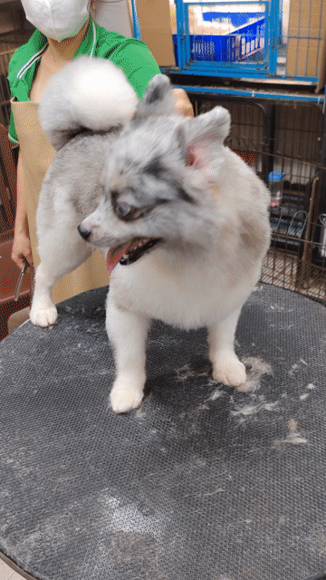 Chó Phốc Sóc Cái Blue đốm mắt xanh. Mua bán Chó tại Quận 8 Tp Hồ Chí Minh được đăng bởi khoai pet shop tp bến tre  hình 1