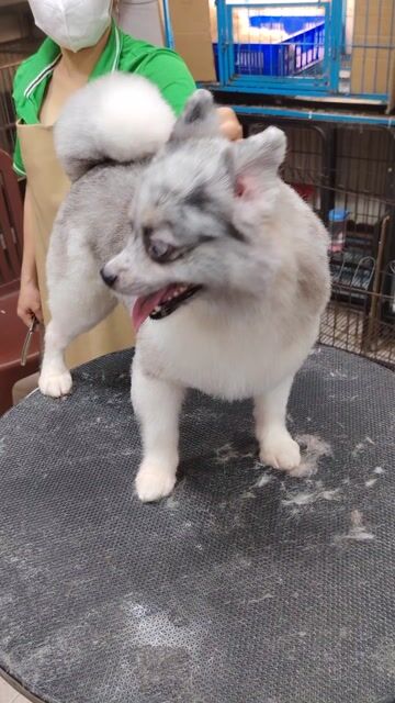 Chó Phốc Sóc Cái Blue đốm mắt xanh. Mua bán Chó tại Quận 8 Tp Hồ Chí Minh được đăng bởi khoai pet shop tp bến tre  hình 1