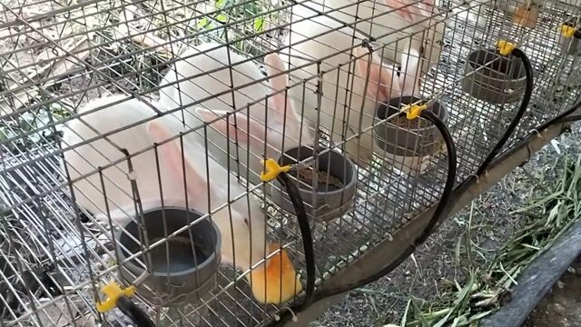 Thỏ Trắng 2.3-2.6kg. Mua bán Thú cưng khác tại Huyện Trảng Bom Đồng Nai được đăng bởi Ngon Huu hình 1