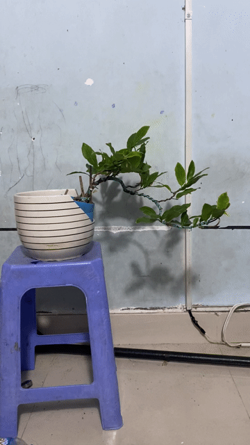 mai dáng đổ để bàn ghép giảo như ý. Mua bán Cây cảnh, đồ trang trí tại Quận Bình Thạnh Tp Hồ Chí Minh được đăng bởi Vũ Thành hình 1