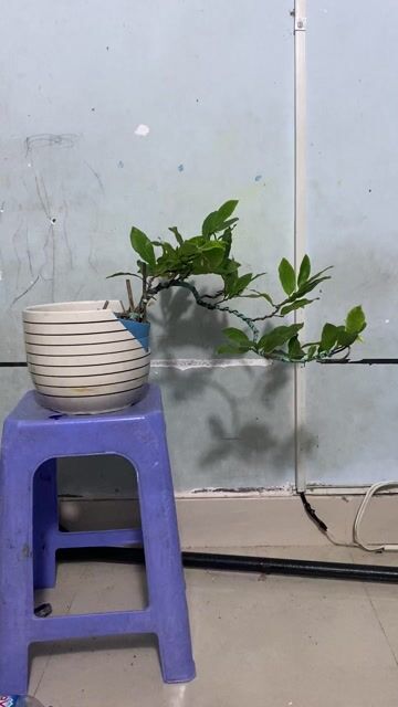 mai dáng đổ để bàn ghép giảo như ý. Mua bán Cây cảnh, đồ trang trí tại Quận Bình Thạnh Tp Hồ Chí Minh được đăng bởi Vũ Thành hình 1
