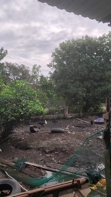 Chim chào mào lưng tôm hầu bò. Mua bán Chim tại Huyện Đức Hòa Long An được đăng bởi Hoài Bảo Trương hình 1