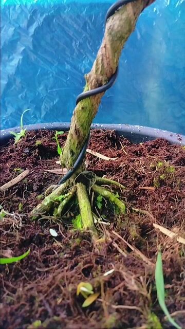 Cây cảnh Tùng kim cương Rin Bonsai. Mua bán Cây cảnh, đồ trang trí tại Huyện Cai Lậy Tiền Giang được đăng bởi Cây cảnh bonsai  hình 1