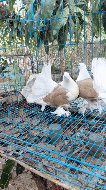 Bồ Câu Xòe Cánh Màu Vàng. Mua bán Chim tại Huyện Bắc Tân Uyên Bình Dương được đăng bởi SEE TINH Pigeons v SEE TÌNH Bồ Câu Kiểng hình 1