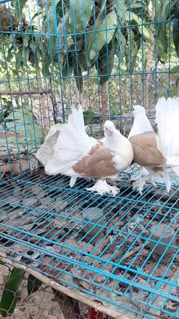 Bồ Câu Xòe Cánh Màu Vàng. Mua bán Chim tại Huyện Bắc Tân Uyên Bình Dương được đăng bởi SEE TINH Pigeons v SEE TÌNH Bồ Câu Kiểng hình 1
