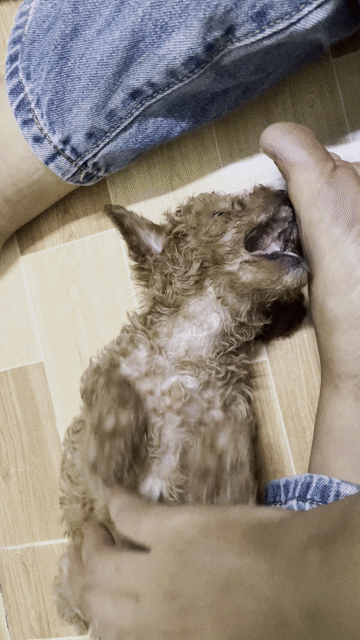 Chó Poodle Tiny Nâu. Mua bán Chó tại Thị xã Bến Cát Bình Dương được đăng bởi Anh Duy hình 1