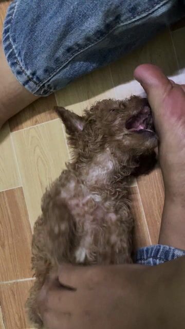 Chó Poodle Tiny Nâu. Mua bán Chó tại Thị xã Bến Cát Bình Dương được đăng bởi Anh Duy hình 1