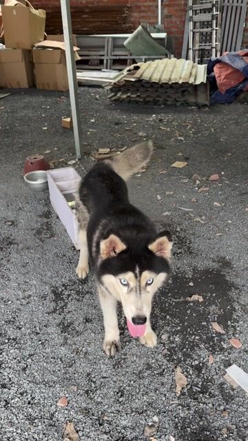 Chó Husky cái hơn 1 tuổi. Mua bán Chó tại Huyện Hóc Môn Tp Hồ Chí Minh được đăng bởi ANH DŨNG  hình 1