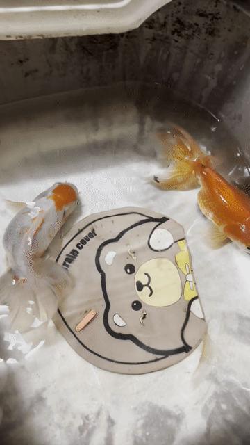 Cá cảnh Oranda Cam Trắng 2 con. Mua bán Thú cưng khác tại Thành phố Thuận An Bình Dương được đăng bởi Tiểuu Han hình 1