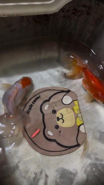 Cá cảnh Oranda Cam Trắng 2 con. Mua bán Thú cưng khác tại Thành phố Thuận An Bình Dương được đăng bởi Tiểuu Han hình 1