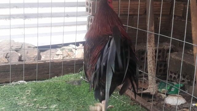 Gà chọi Siêu Mỹ F1 Điều Đực. Mua bán Gà tại Huyện Định Quán Đồng Nai được đăng bởi Van kien Le hình 1