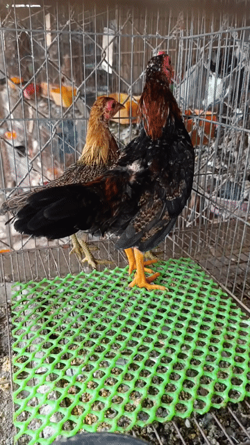 Gà tre trống Bắc thả cảnh. Mua bán Gà tại Huyện Bình Chánh Tp Hồ Chí Minh được đăng bởi Tài hình 1