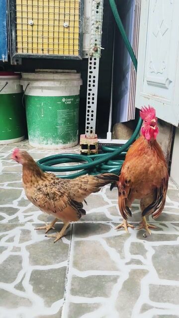 Gà Tre cảnh. Mua bán Gà tại Thành phố Thủ Đức Tp Hồ Chí Minh được đăng bởi Van Duong hình 1