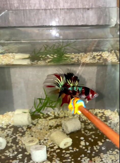 Cá Betta Đa sắc dễ nuôi. Mua bán Thú cưng khác tại Quận Bình Tân Tp Hồ Chí Minh được đăng bởi Nghĩa Bán Cá hình 1