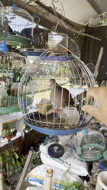 Chim khách thuần dạn giữ nhà. Mua bán Chim tại Huyện Lai Vung Đồng Tháp được đăng bởi Nguyễn Văn Vàng hình 1